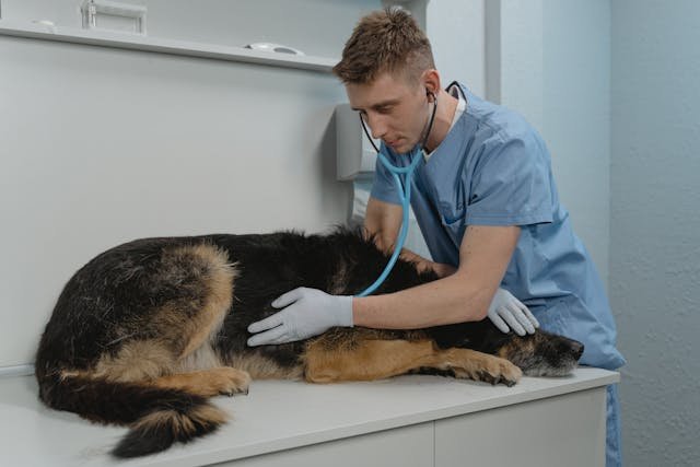 Seguro para animales